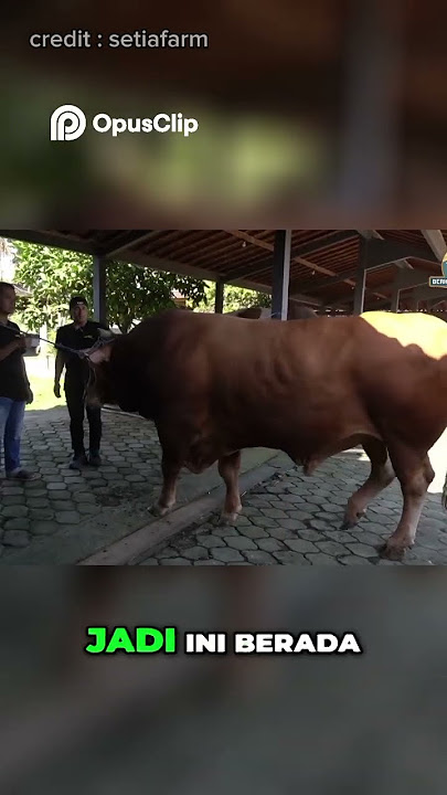 Kemiripan Seno dengan Wariso #sapigemuk #sapijumbo #setiafarm #dehakimschannel