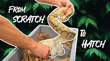 Starting up from scratch to hatch | How to breed ball pythons