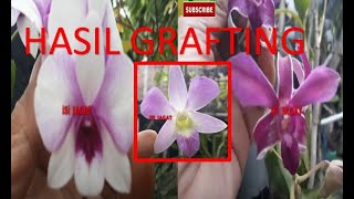 Review Hasil Bunga Sambung Pucuk Anggrek Dendrobium | skala Rumahan