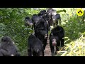 Ranging Behaviors among Wild Bonobos!【Raw data series / Observations of Bonobos #3】