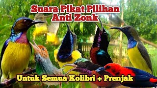 Suara Pikat Burung Sogok Ontong, Pikat Sogon, Pikat Prenjak Kepala Merah, Pikat Konin,Korlap, Kemade