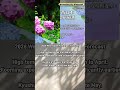 2026 Japan Hydrangea Flower Season｜2026日本繡球花預測｜ 花小錢去旅行 #京都繡球花 #東京繡球花 #日本紫陽花 #日本賞花 #forecast