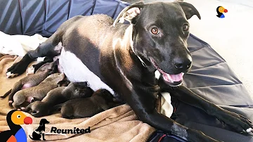 Do dog moms get sad when their puppies leave?
