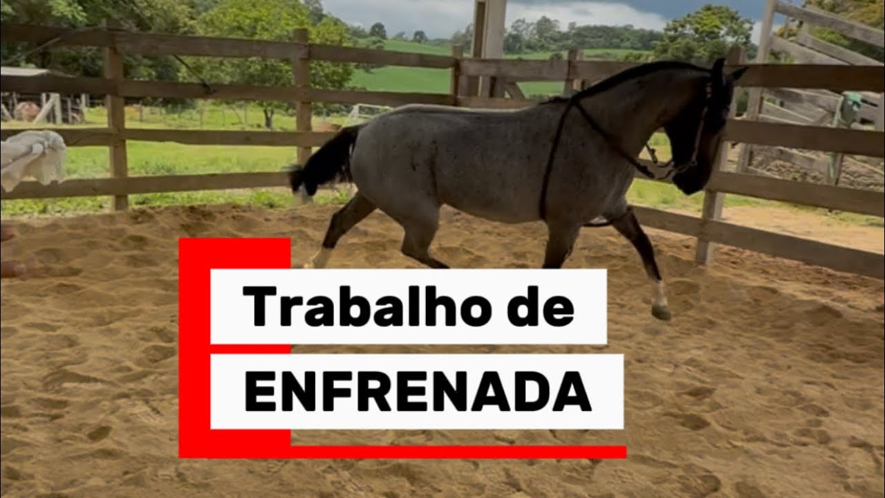 Como enfrenar seu cavalo