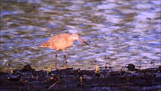 Marbled Godwit Preens, Poops, Eats and Calls, Jefferson Co, WI 18May2014