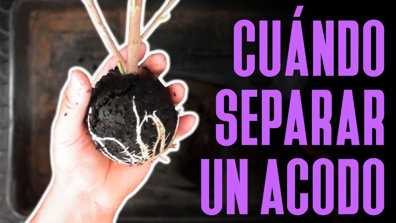 Cuándo separar un acodo aéreo