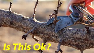 don't make this pruning mistake! | apricot, plum & cherry pruning