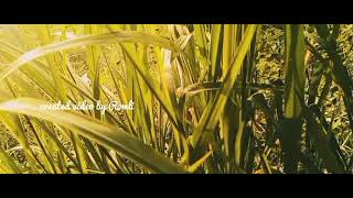 embun pagi di daun ilalang