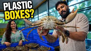 How Giant Mud Crabs Are Grown In Plastic Boxes | Vertical Ras Farming