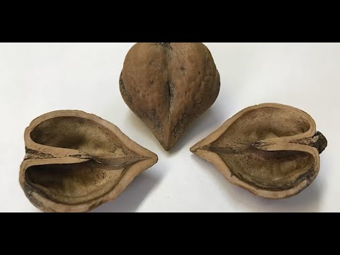 Video: What Are Buartnut Trees - Lær om Buartnut Tree Care