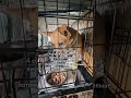 Не берут собаку в самолёт
