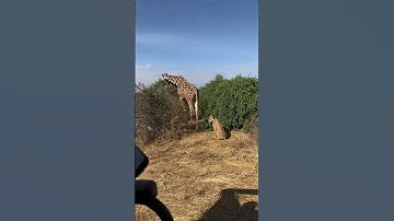 Dive Into This Hilarious Standoff In Kenya S Samburu National Reserve 