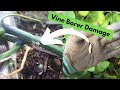 Getting Rid of Squash Bugs & Squash Vine Borers (IDENTIFYING, PREVENTION, and ORGANIC TREATMENT!!)