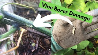 Getting Rid of Squash Bugs & Squash Vine Borers (IDENTIFYING, PREVENTION, and ORGANIC TREATMENT!!)