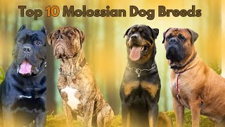 💪Unleash the Power 🐾 Discover the Top 10 Majestic Molossian Dogs #MolossianMajesty #DogsofInstagram