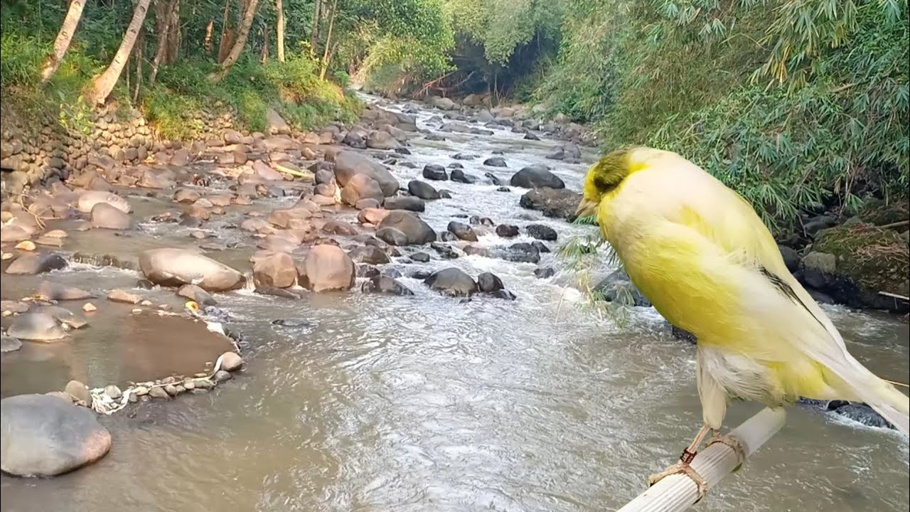 Terapi masteran kenari gacor 99% berhasil