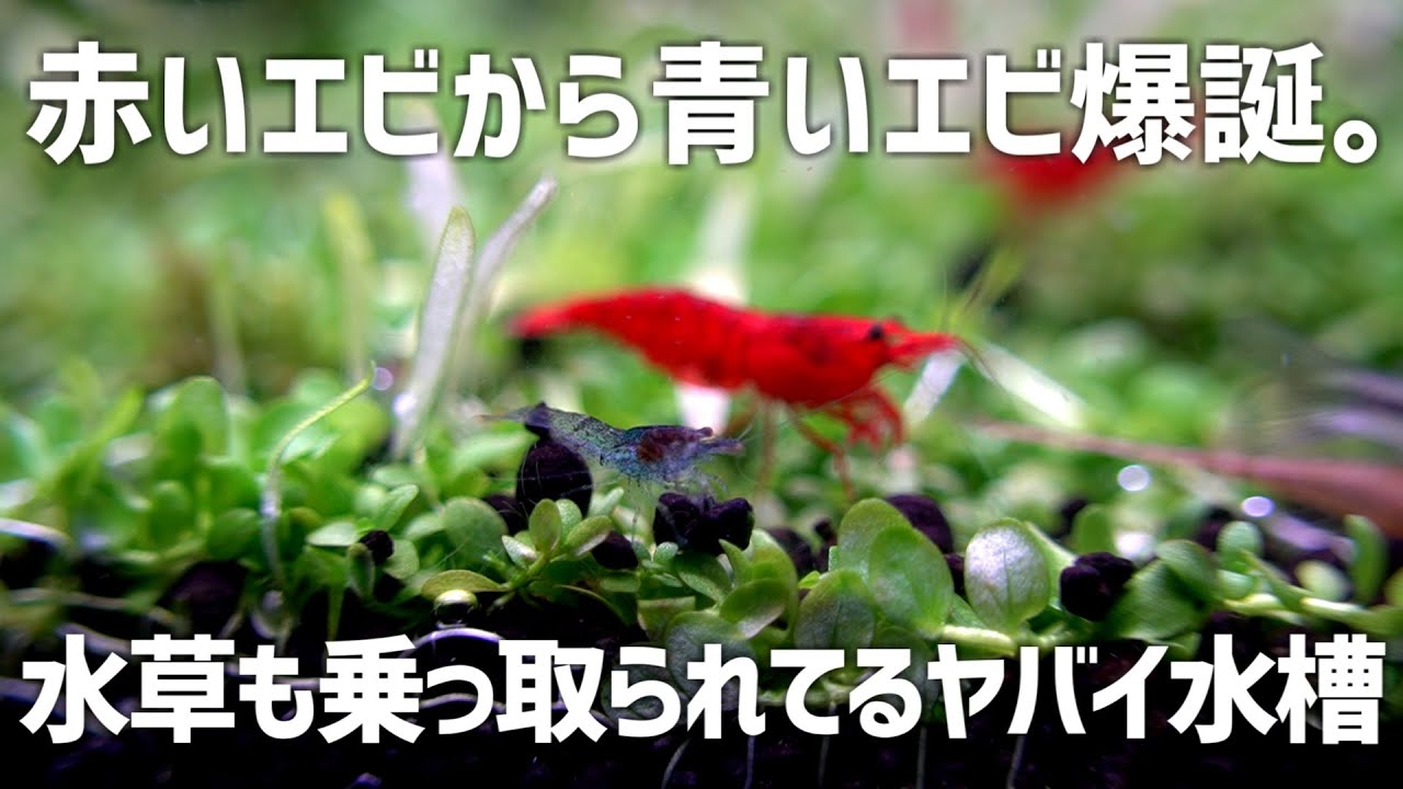 An aquarium where all sorts of bizarre things happen. Here's the