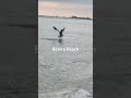 Walking on Bonita Beach. #water #beachvibes #birdingparadise