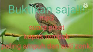 Mp3 suara pikat burung kapas tembak sangat ampuh.