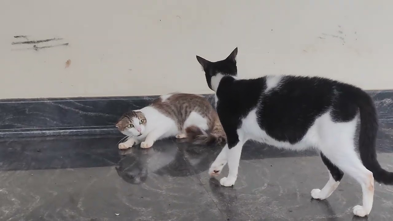 2 cats fighting 