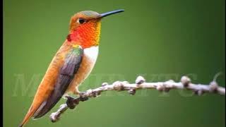 suara pikat burung Kolibri paling ampuh anti gagal Tanpa iklan