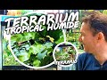 Tuto terrarium dendrobates exo terra