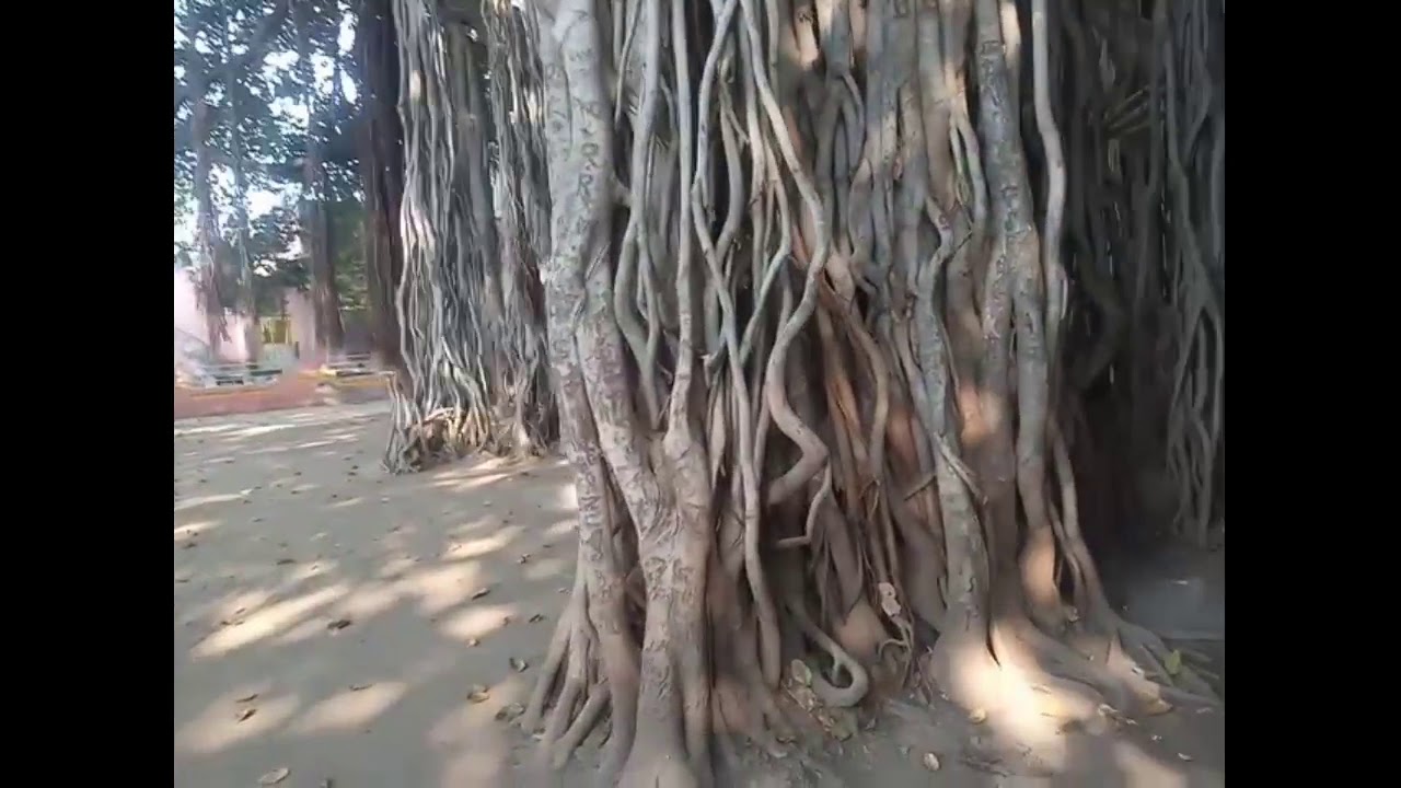 चारुकेश्वर आश्रम दर्शन