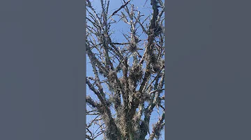 Tillandsia Moss Spanishmoss Ballmoss Tillandsia Beautifulplants Columbiasc Florida Socool 