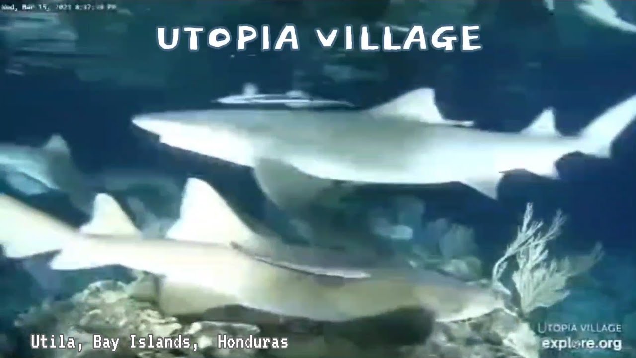 Utopia Village • Utila, Bay Islands, Honduras • Sharks night fishing in reefs.