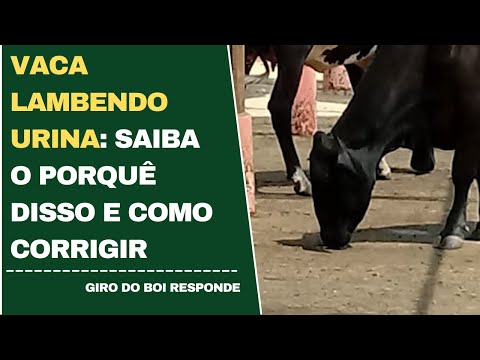 VACA LAMBENDO URINA: SAIBA O PORQUÊ DISSO E COMO CORRIGIR