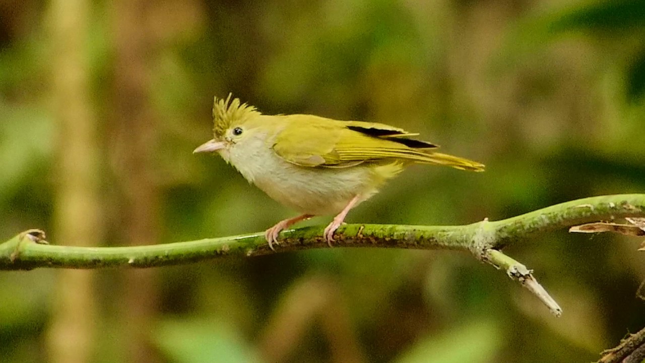 Erpornis White bellied 051 