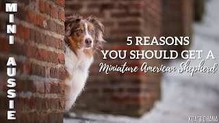 Mini Aussies! 5 Reasons You Should Get a Miniature American Shepherd - Koa