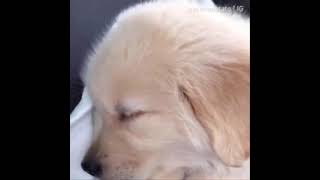 Funniest Dogs and Cats p11🐶😻Funny animals - Funny cats/dogs - Funny animal videos #pets #funnyvideo