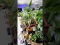 Come in store & check out our indoor and terrarium plant collection🌿 #terrariumplants #indoorplant