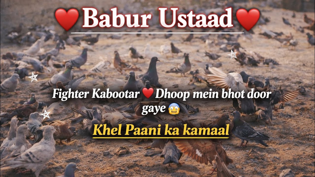 Kabootar Nazro se ghayab | Khel Paani | Karachi Fighter Pigeons🕊️🕊️❤️