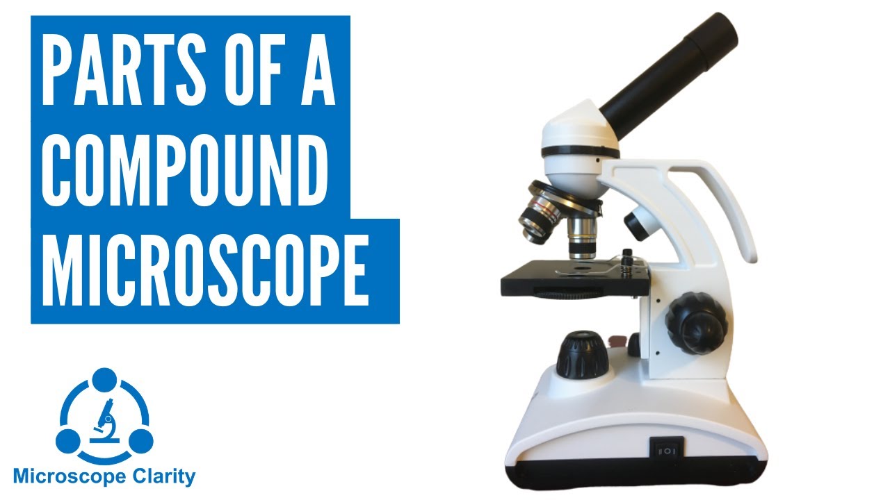 Parts of a Compound Microscope - YouTube