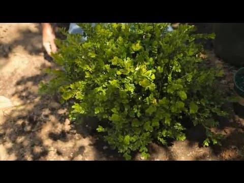 How To Transplant Boxwood Shrubs : Garden Savvy