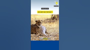 Vảy của loài tê tê đặc biệt như thế nào ?#bietthemchut #animals