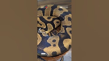 Confusion Het Hypo Ball Python