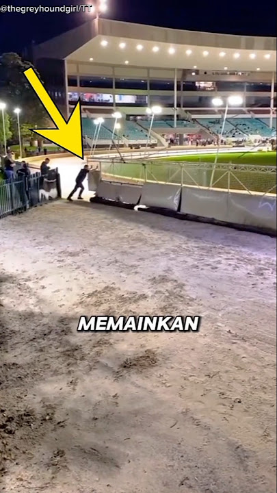 Tanpa Dia Balapan Anjing Bisa Berantakan 😱