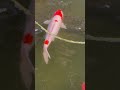 japanese koi fish# koifish
