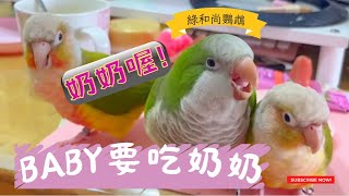 Baby要吃奶奶! ~和尚鸚鵡跟媽媽討奶奶吃~任信愛撒嬌~親一個~