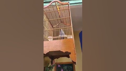 srigunting abu mata putih isian cililin dan tengkek