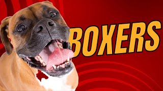 Top 10 Boxer Dog Facts: An Intelligent, Playful, and Loyal Canine Companion