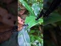 ​The Micro-World: A Tale of Two Damselflies 💎🌿✨ #GreenFrame #Nature #Shorts