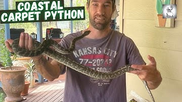 Coastal Carpet Python - Takura