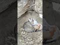 My Cat and Her Kittens Sleeping Under the Tree 🐱🌳