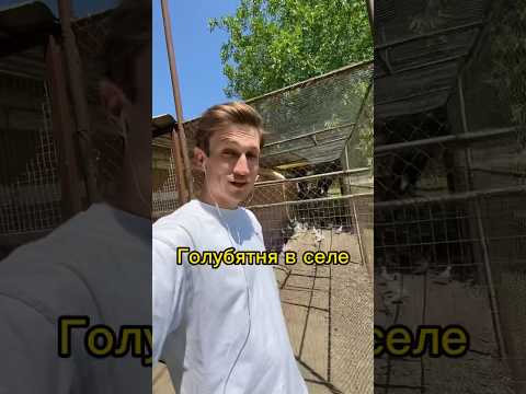 Голубятня в селе