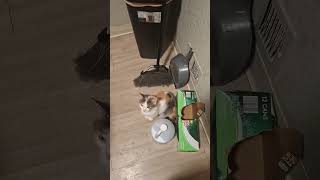 @sweetpea.morrison: Sassy wants pork chops and gravy baby #cat  #catlover #kitty