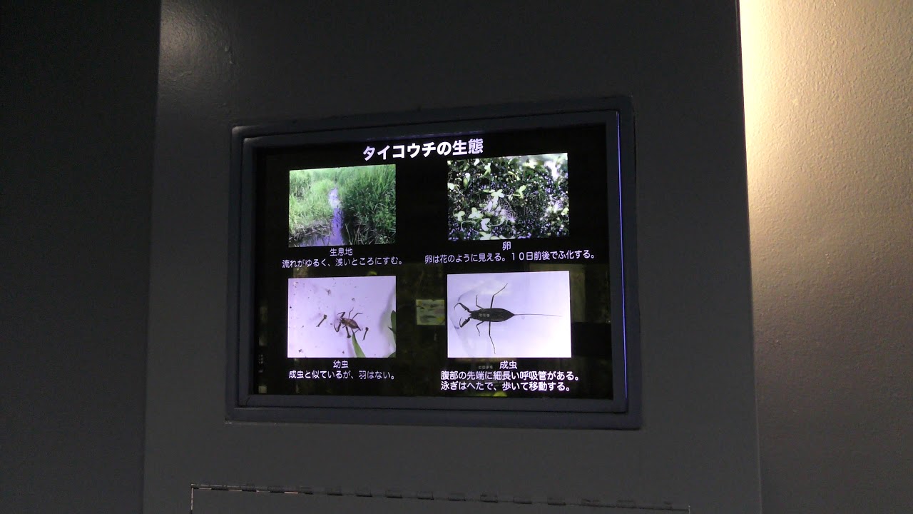 水生昆虫 さいたま水族館 18年12月9日 Youtube